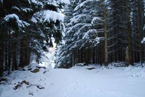Skogen i Årvik. (Klikk for større bilde)
